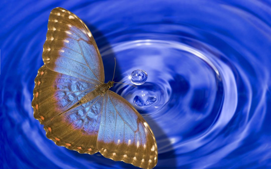 Der Flügelschlag des Schmetterlings